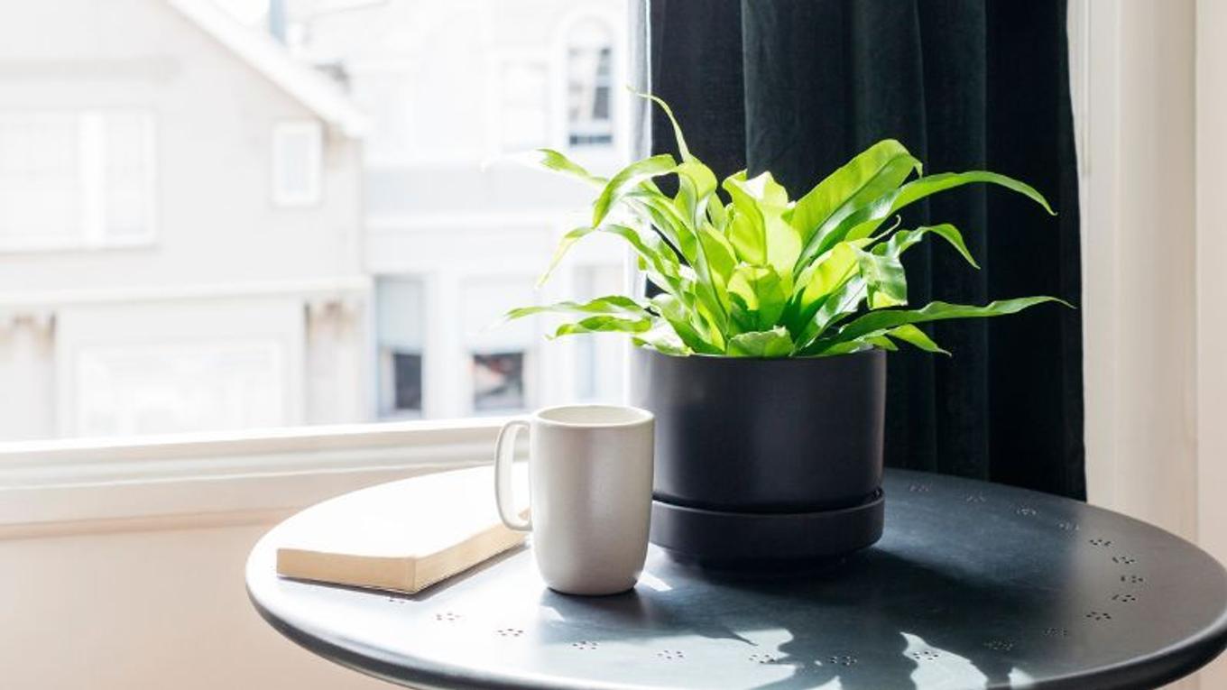 Bird's Nest Fern plant in a black ceramic planter next to a window