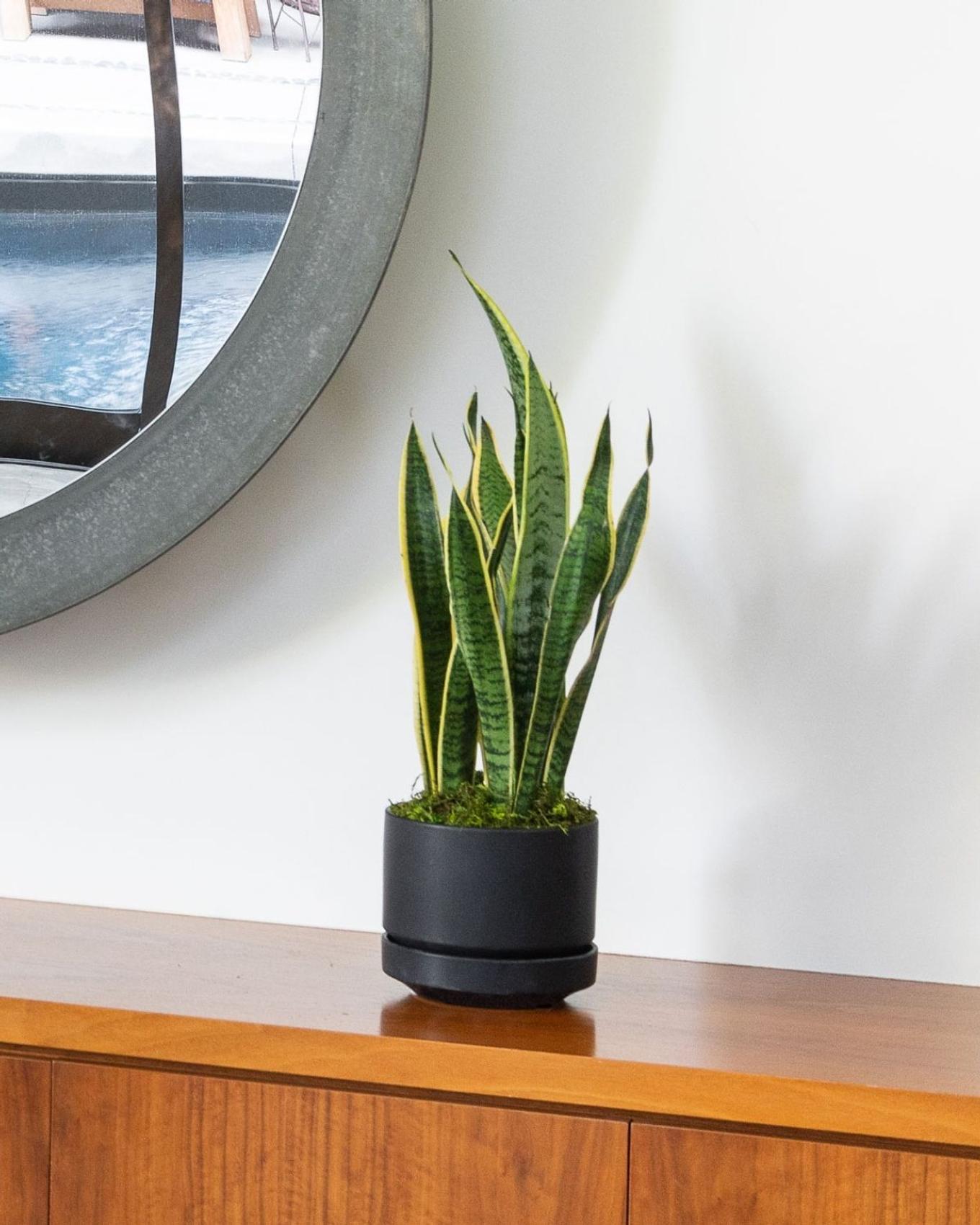 Snake Plant birthday gift on console