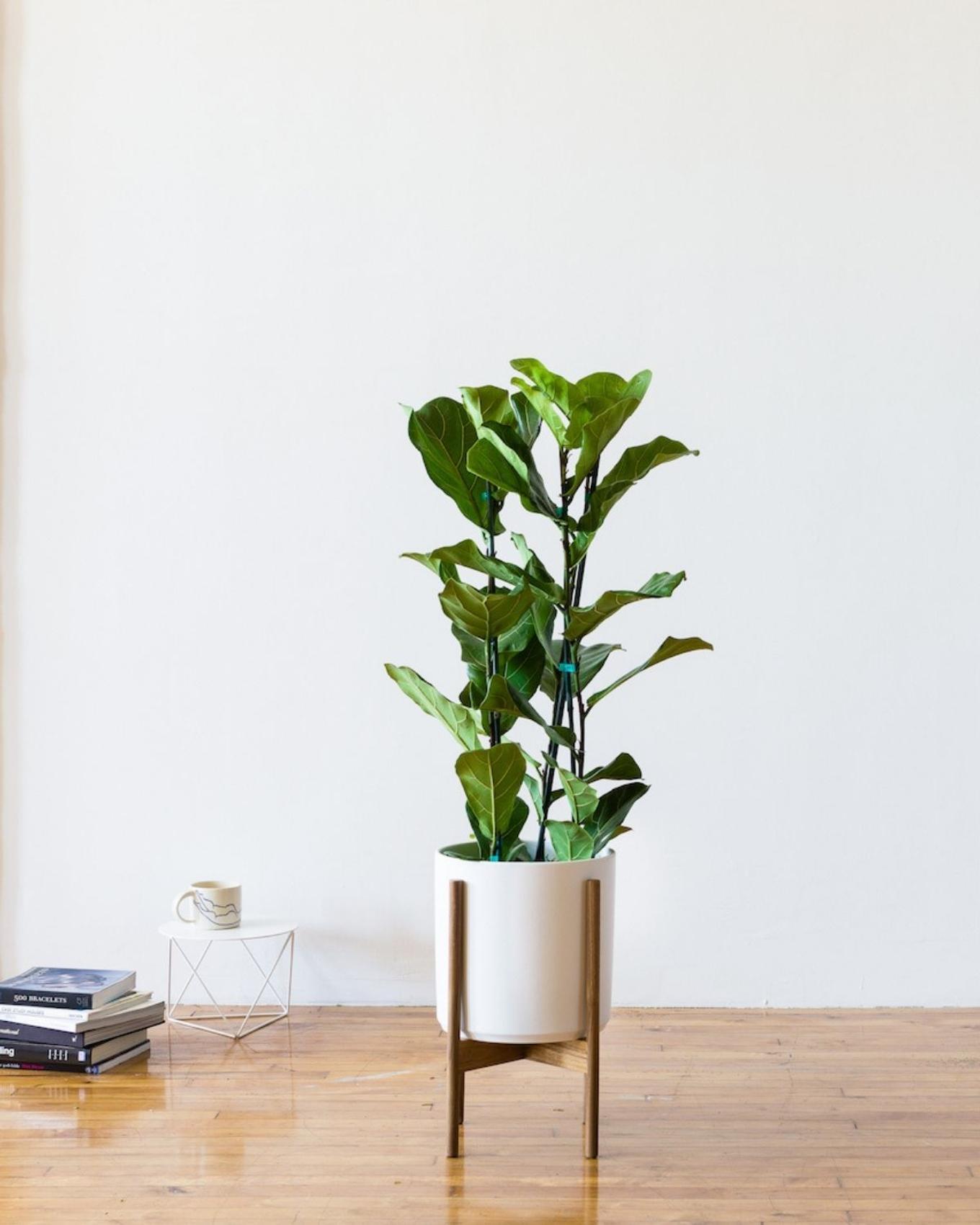 Potted Fiddle Leaf Fig in minimalist living room