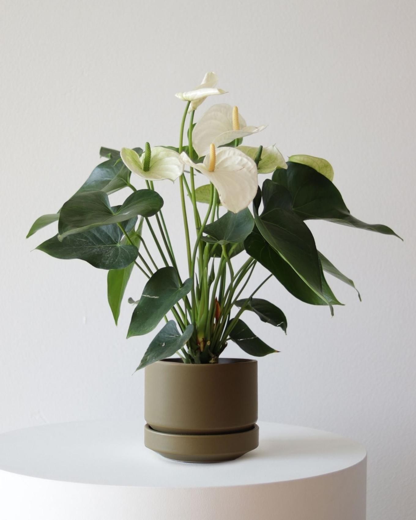 White anthurium product photo