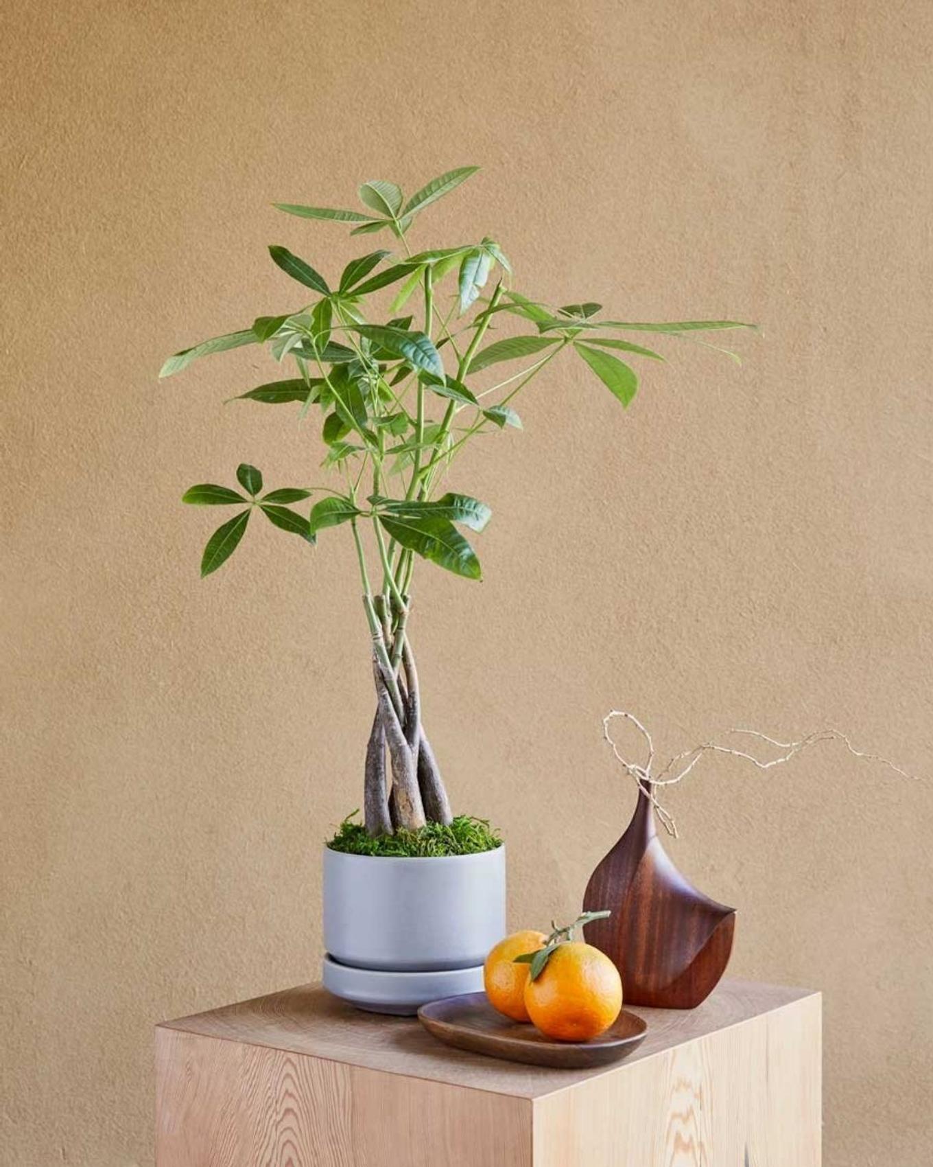 Feng shui money tree gift