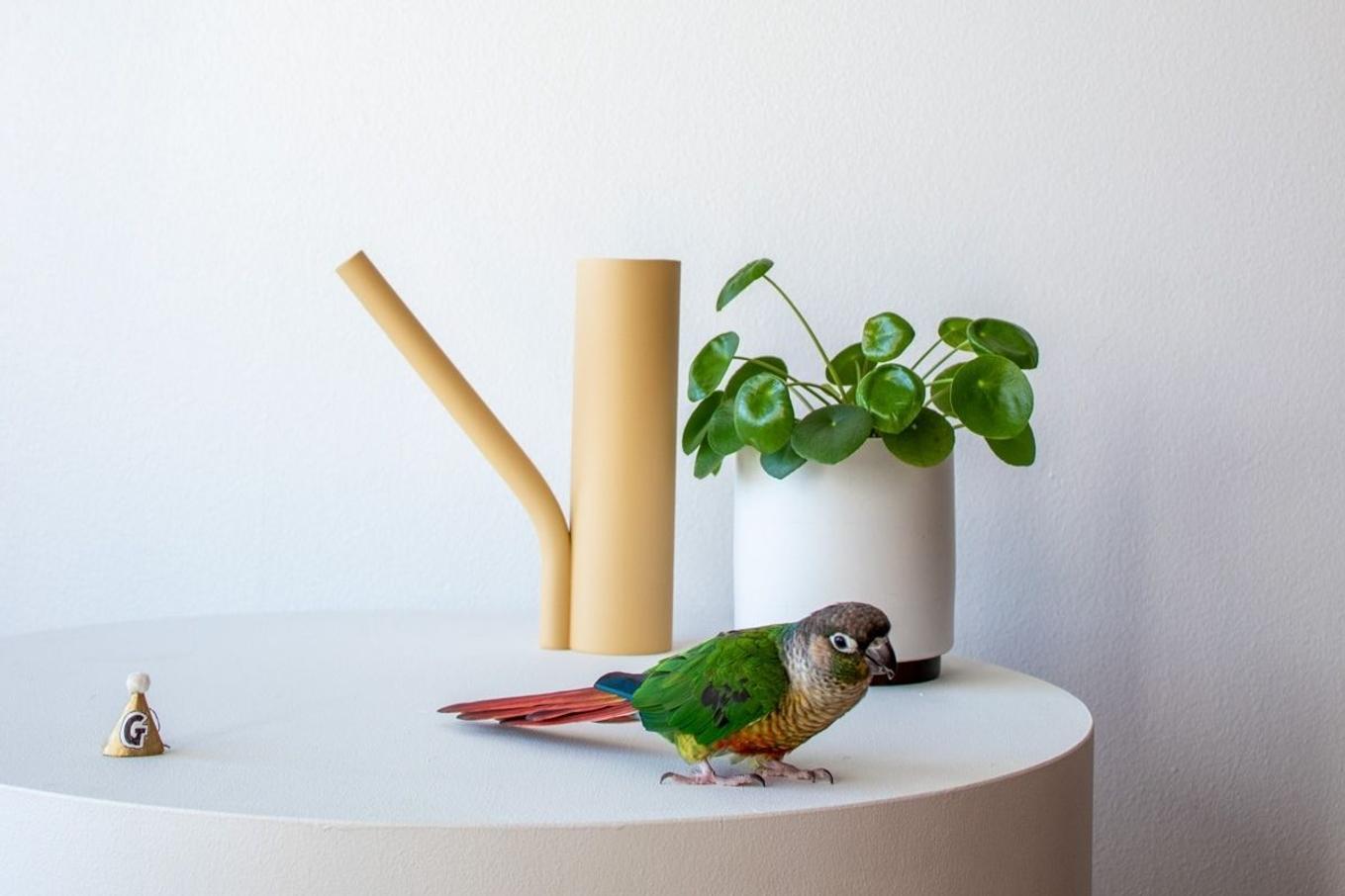 George. theparot celebrating his birthday with a Pilea plant