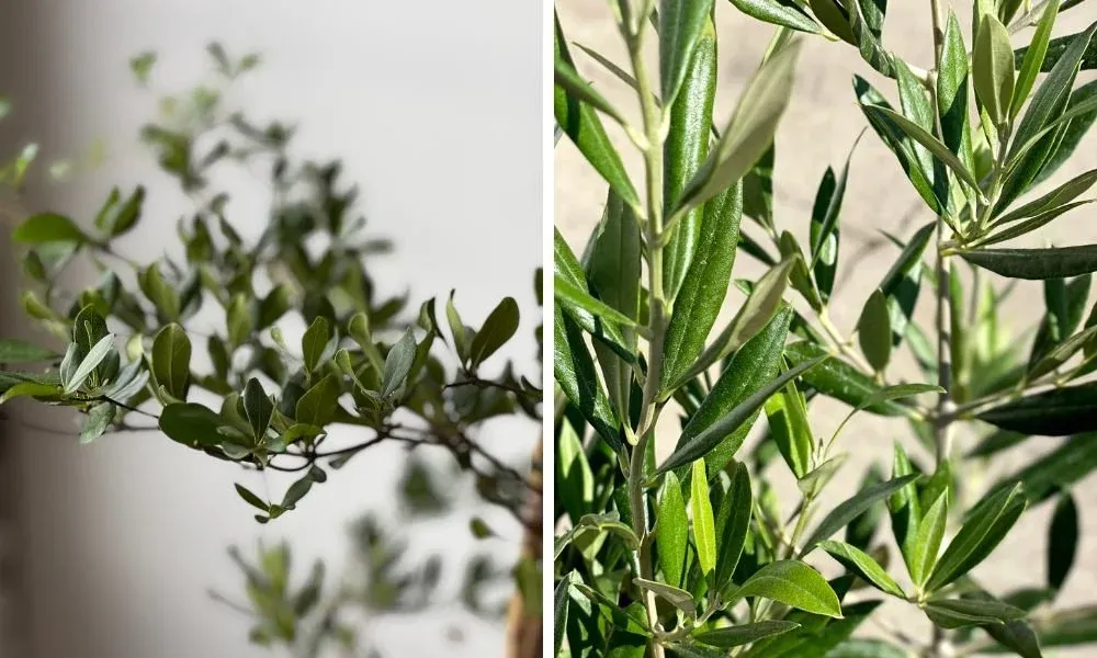 Black Olive Tree vs Shady Lady