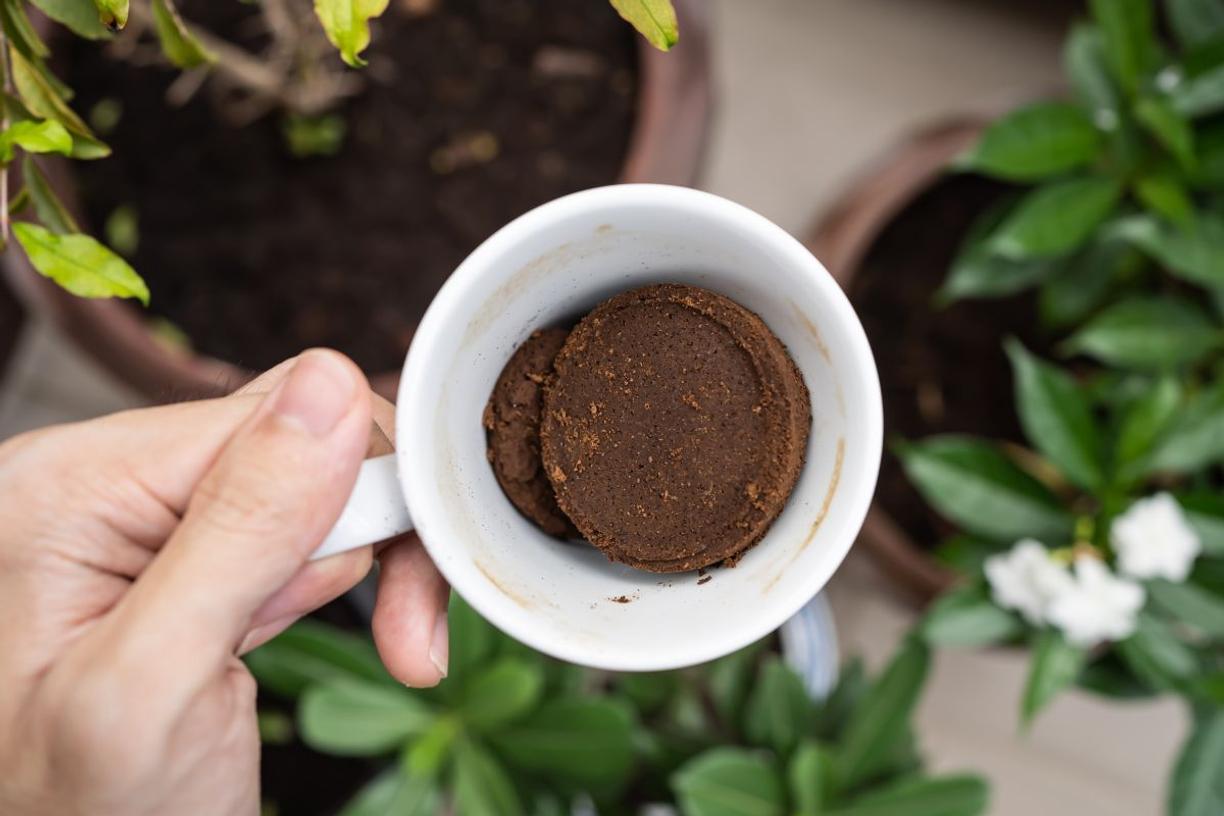 Used coffee grounds for fertilizing houseplants