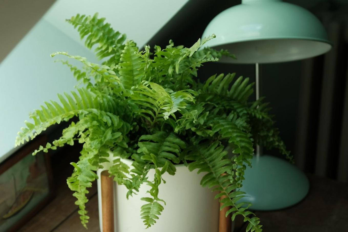 Bright green foliage of a Boston Fern plant on a desk near a window