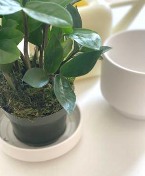 Bottom Watering 101