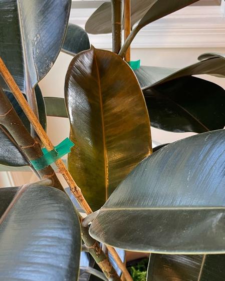 indoor plants picture