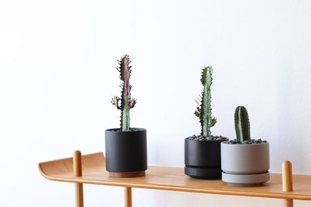 Cactus Care Guide