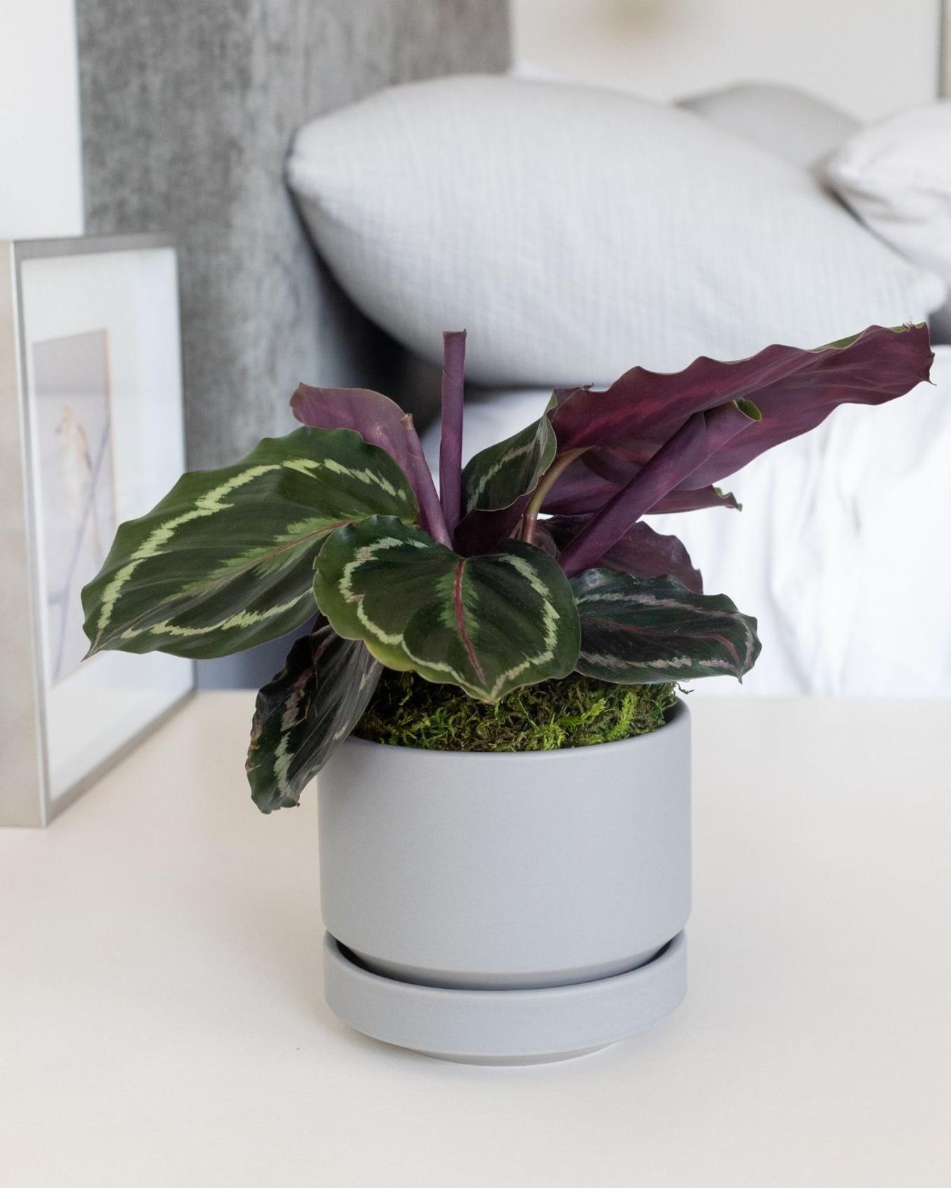 A bedside table with a Calathea.