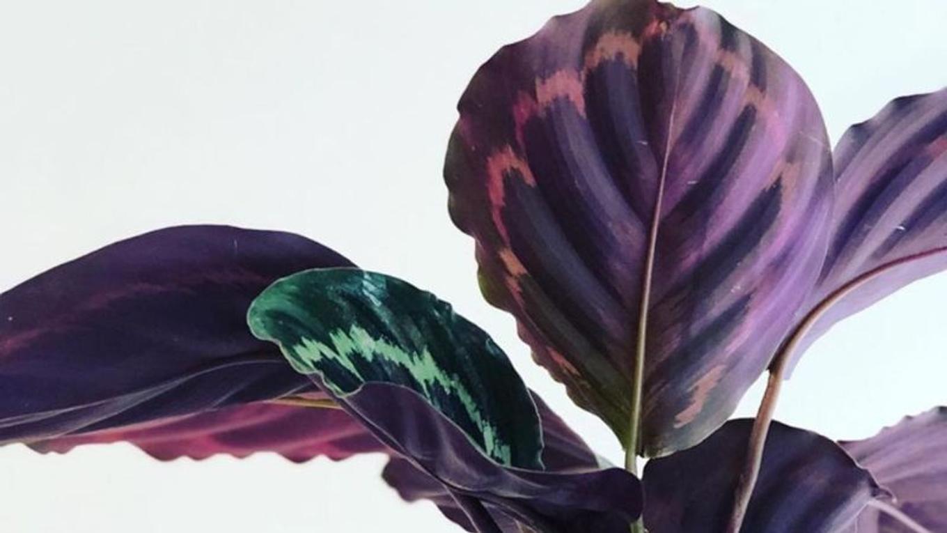 Colorful foliage of the Calathea plant by Léon & George