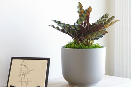 Calathea Care Guide