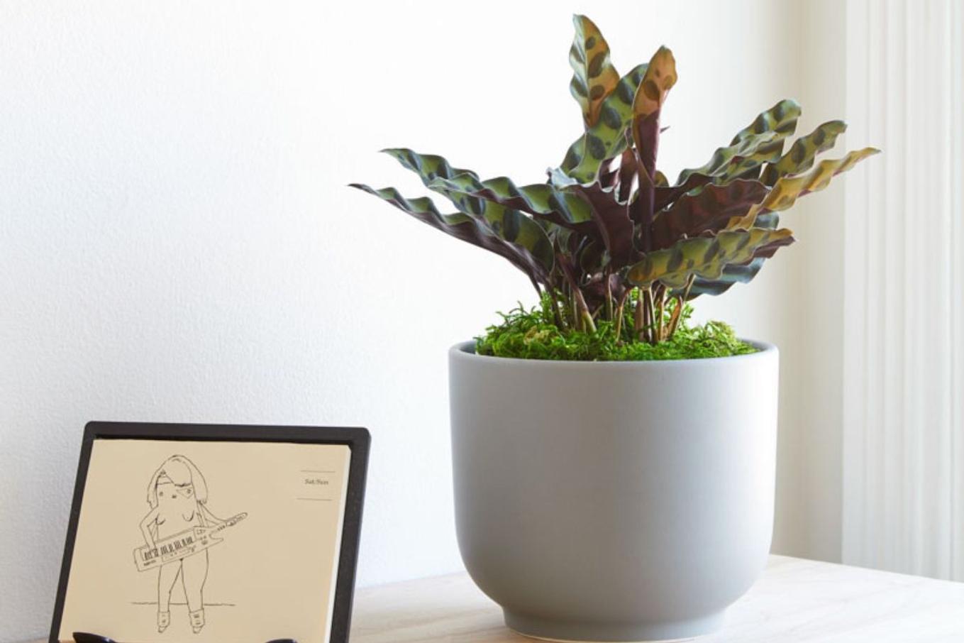 Calathea on a bright desk next to a small calendar