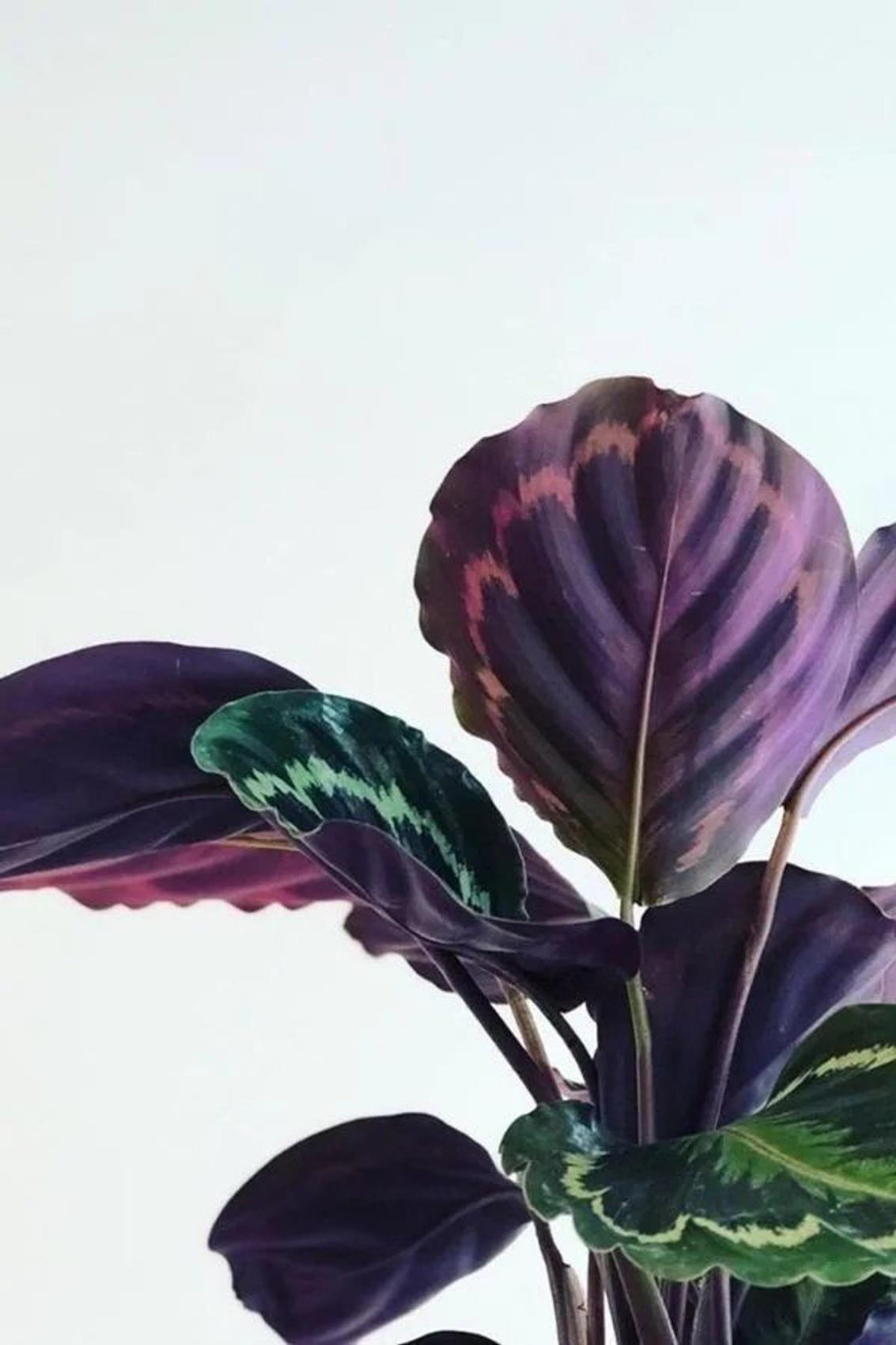 Calathea Medallion in a ceramic pot from Leon & George