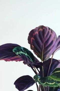 What You Need To Know Before You Buy A Calathea
