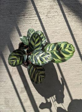 The Ultimate Guide to Watering Your Calathea