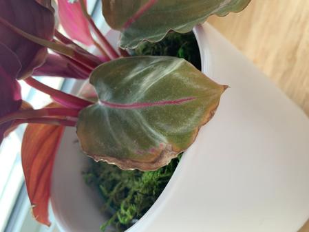 indoor plants picture