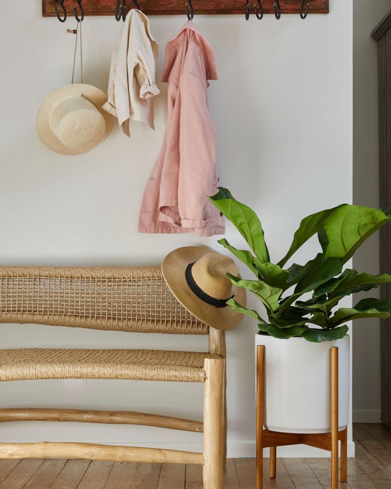 Best plant for Cancer: Fiddle Leaf Fig adorning a sunny entryway