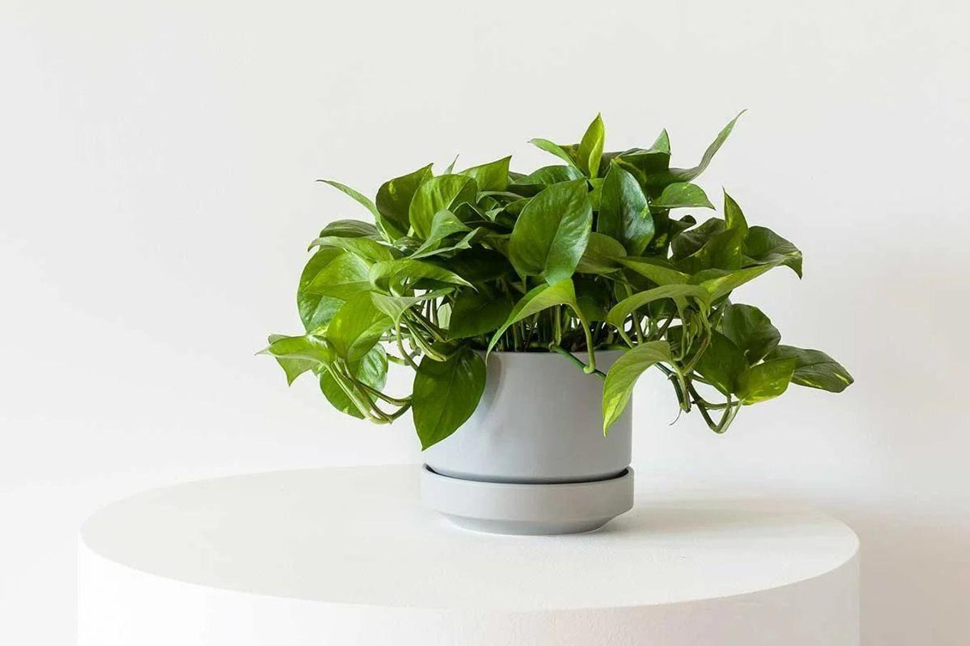 Cascading Pothos in a Scandinavian ceramic pot from Leon & George