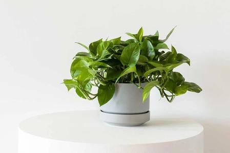 What You Need To Know Before You Buy A Pothos