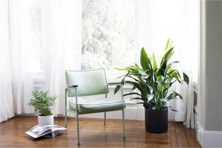 What You Need To Know Before You Buy A Cast Iron Plant