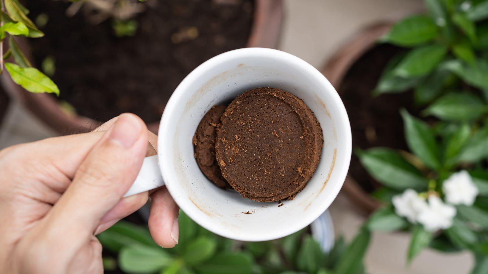 How to use coffee grounds to fertilize houseplants