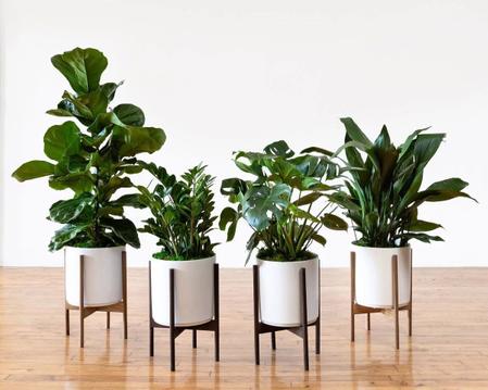 Identifying and Treating Common Houseplant Pests
