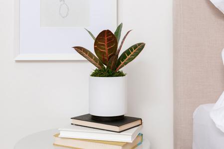 Croton Petra Care Guide