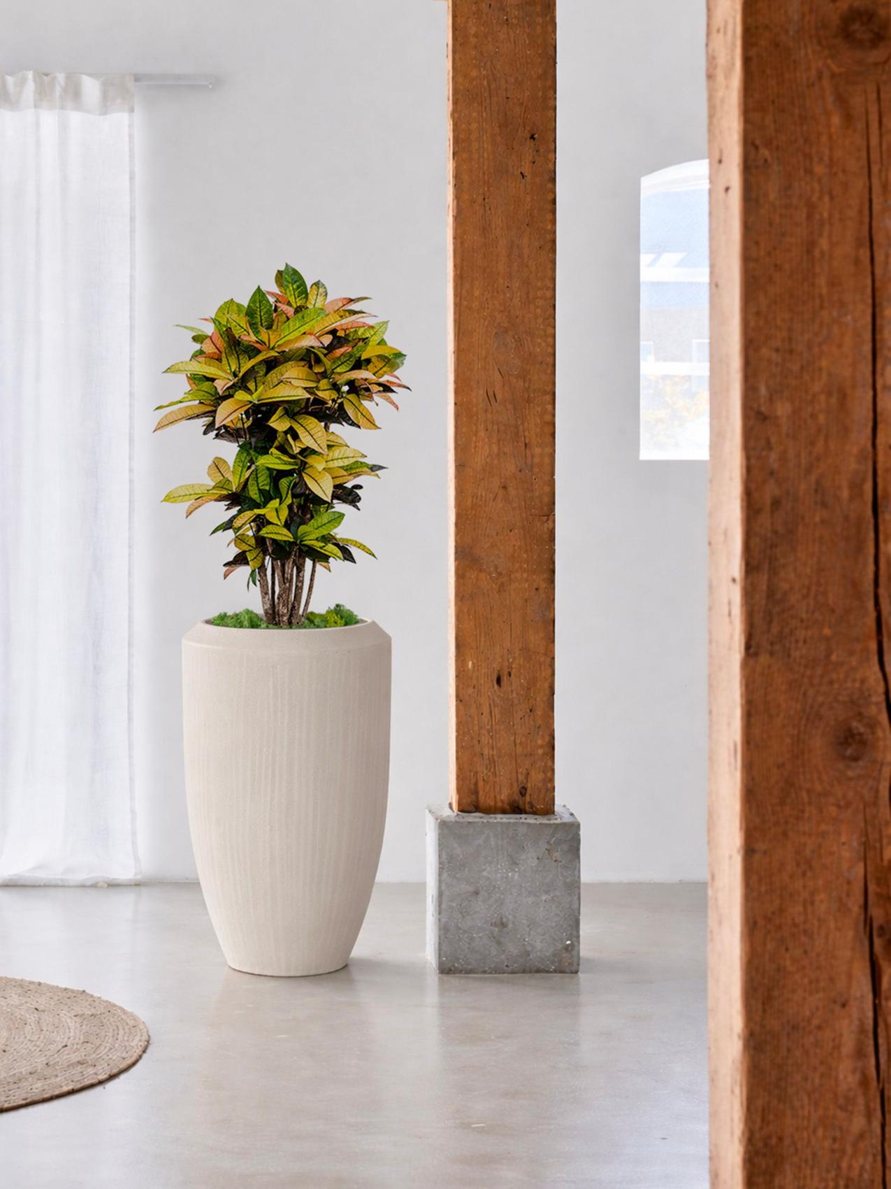 Beste Zimmerpflanze für die Zwillinge - Croton-Zimmerpflanze in einem modernen Wohnzimmer