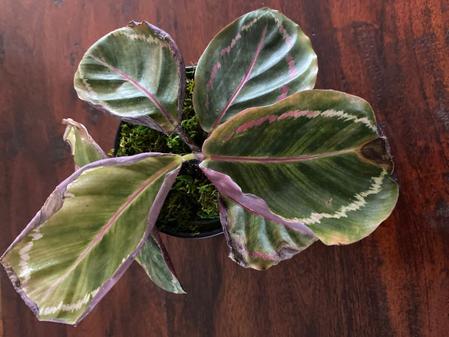 indoor plants picture