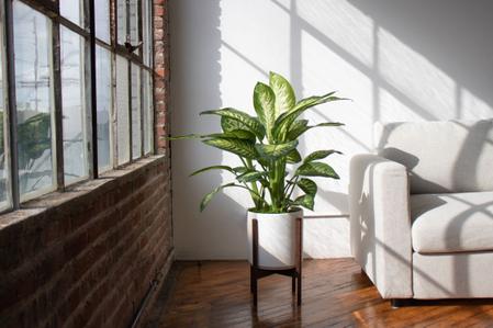 Dieffenbachia Care Guide