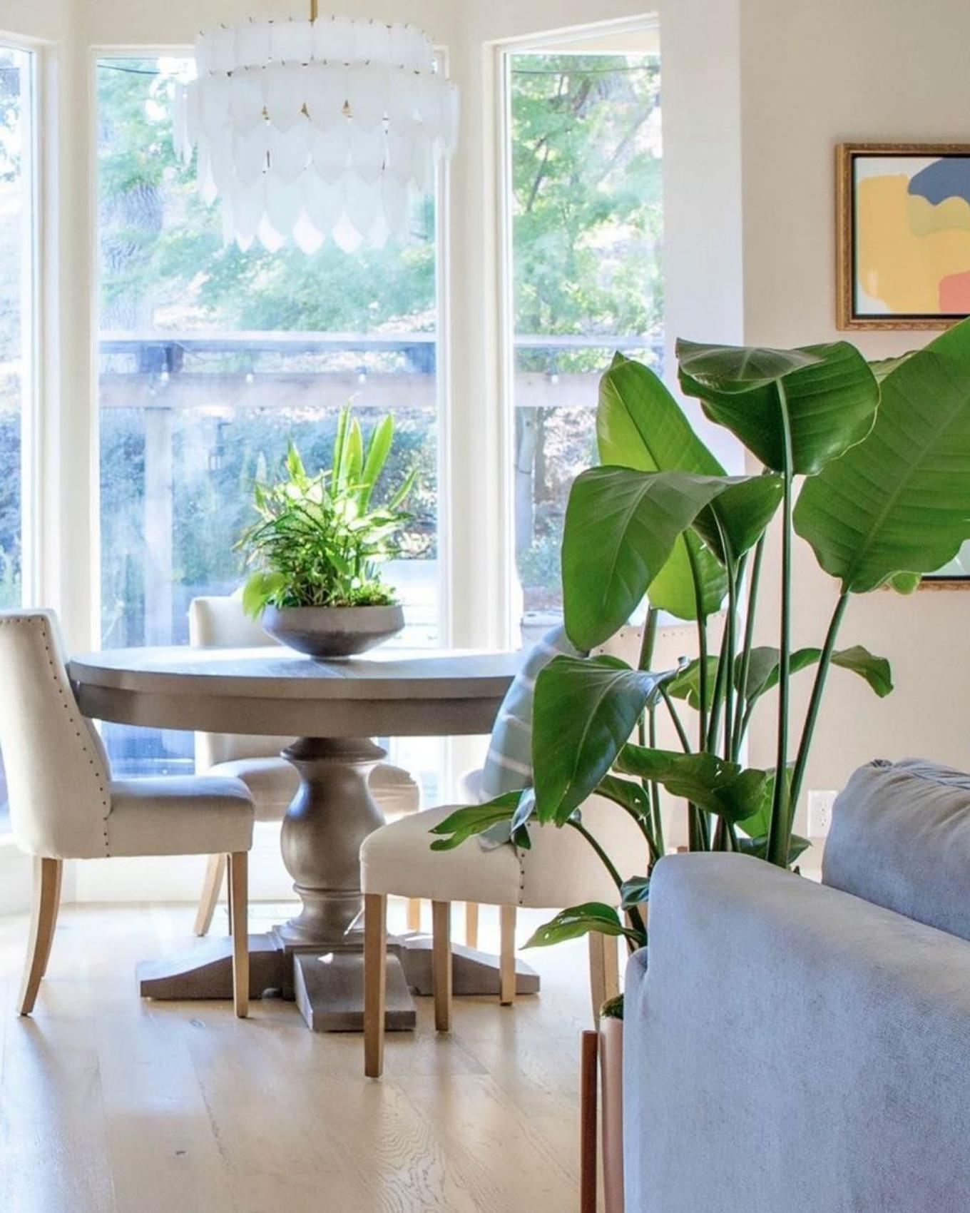 Bird of Paradise in a small dining room nook