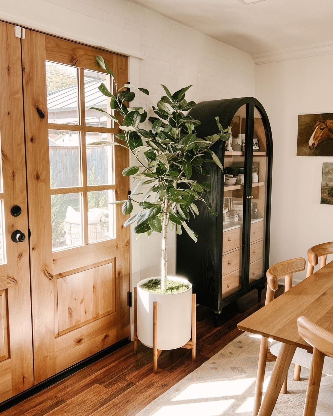 Rustic dining room decor with a Ficus Audrey indoor tree
