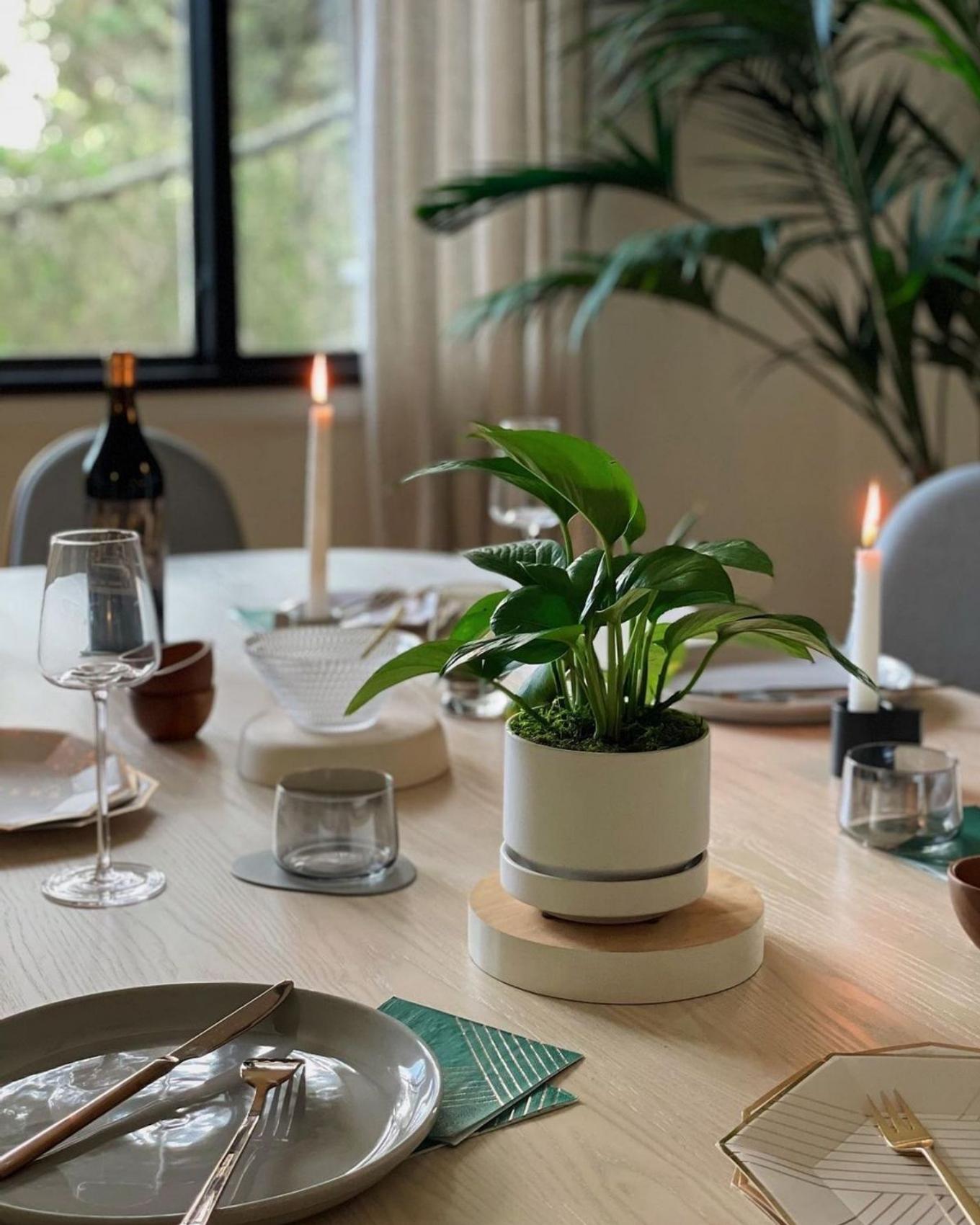 Pothos centerpiece plant in. adining room