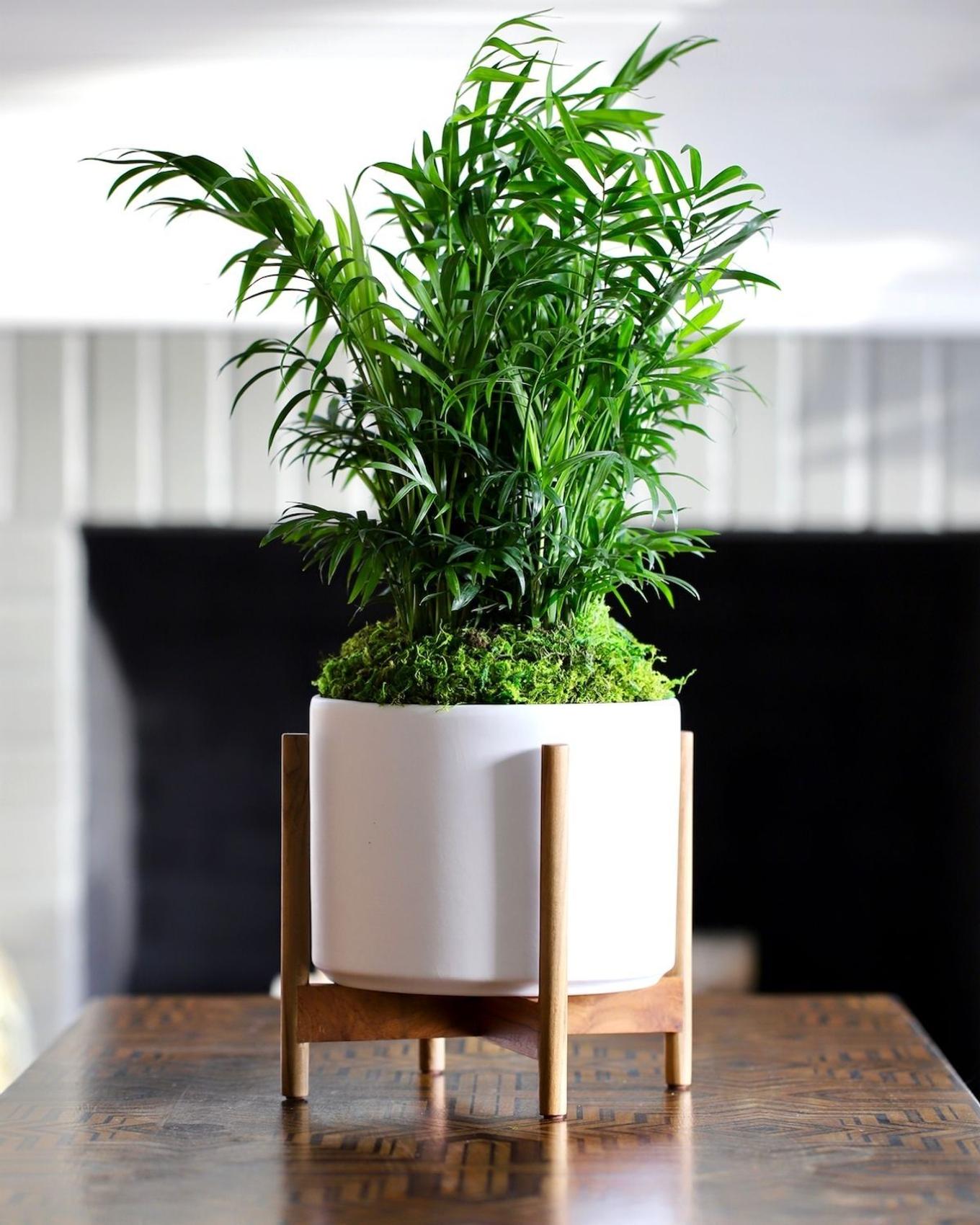 Gorgeous parlor palm plant centerpiece