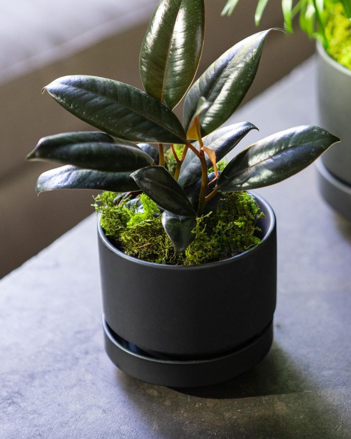The Rubber Plant as a dining room centerpiece
