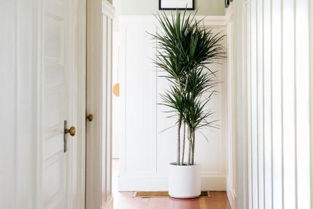 Dragon Tree Care Guide