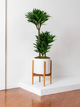 indoor plants picture