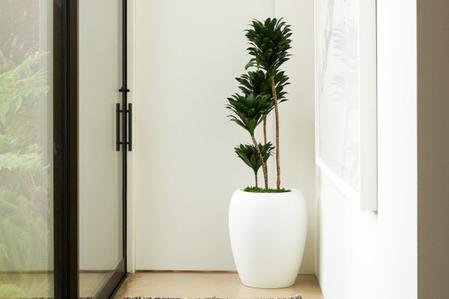 Dracaena Compacta Care Guide