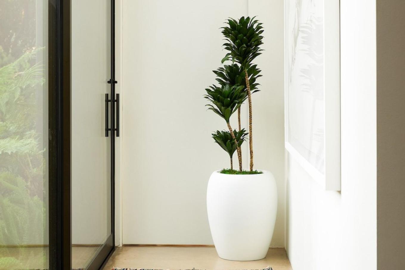 A Dracaena Compacta plant decorating a bright hallway