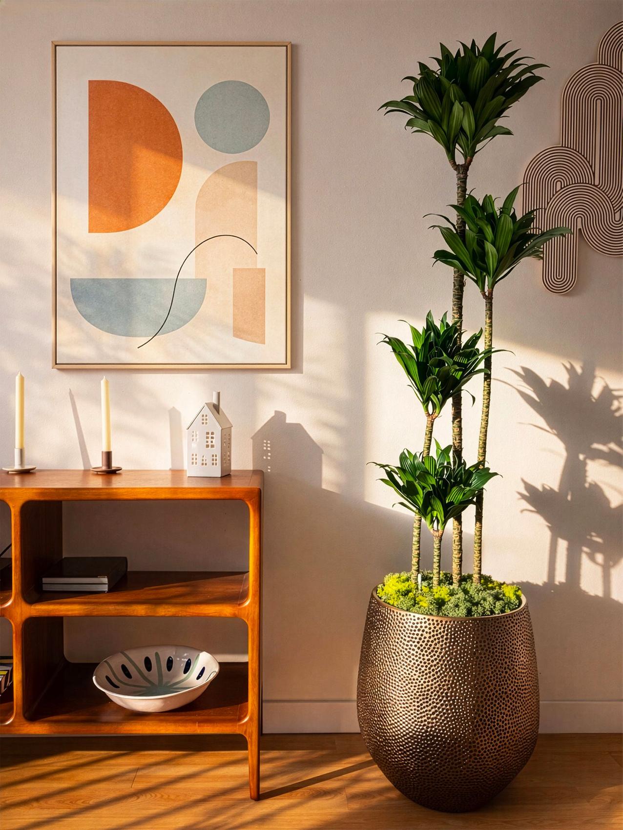 Beste Zimmerpflanze für den Krebs - Dracaena-Zimmerpflanze in einem hellen Wohnbereich