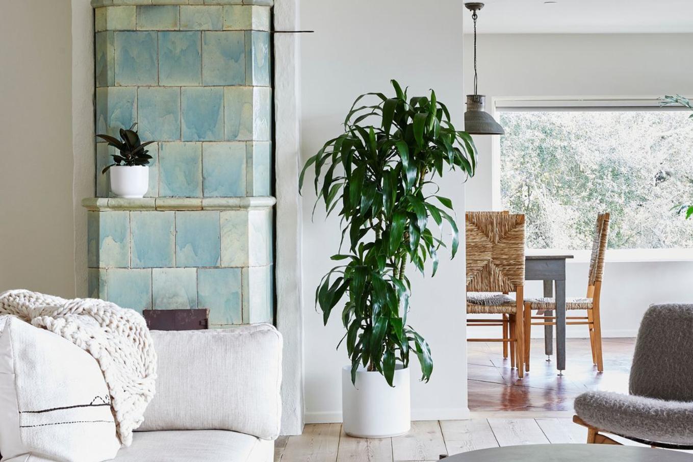 A tall Dracaena Lisa decorating a bright, cozy living room