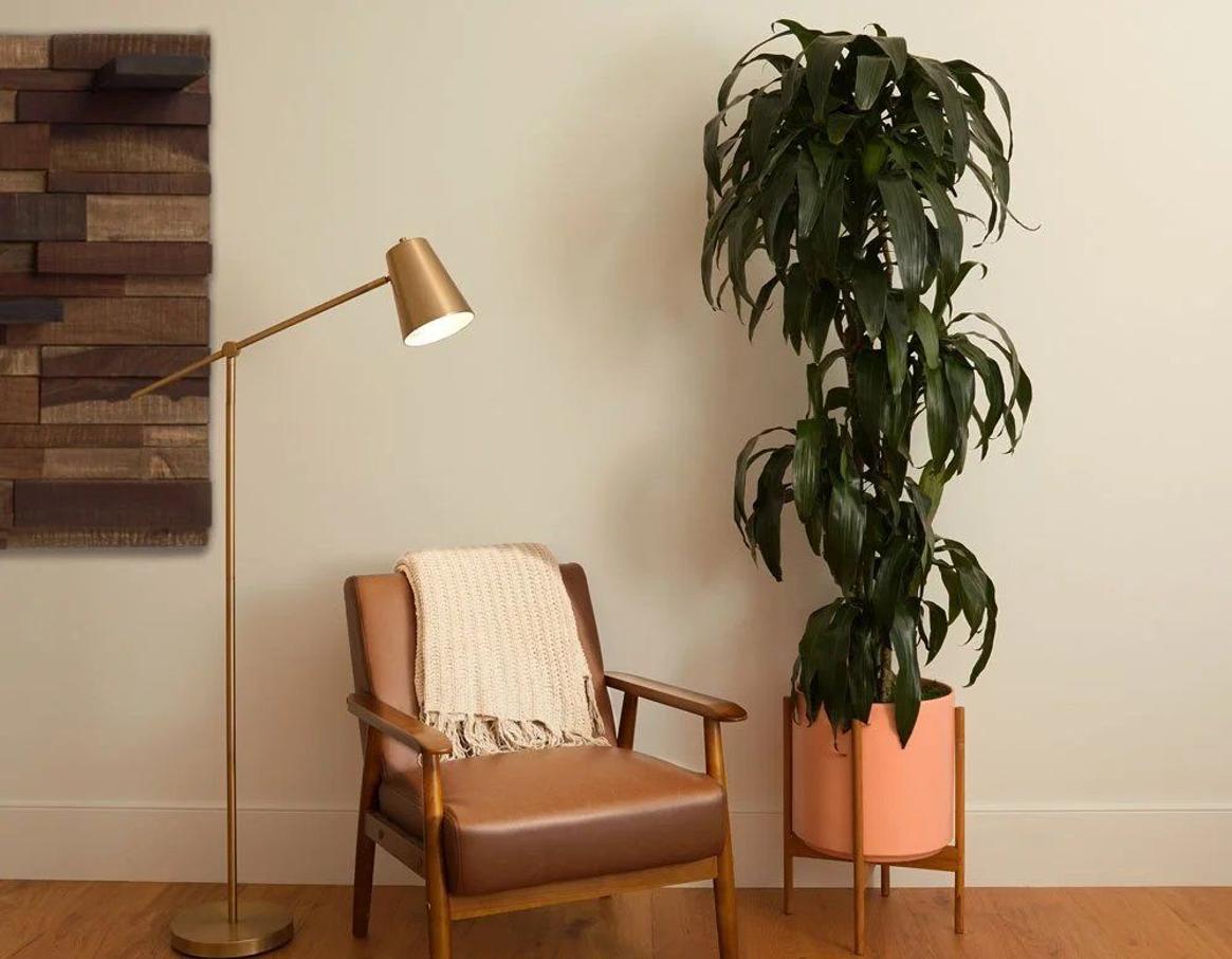 Dracaena fertilizer guide