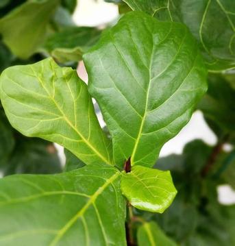 How to Create the Perfect Drainage for a Fiddle Leaf Fig