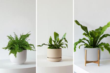 Fern Care Guides