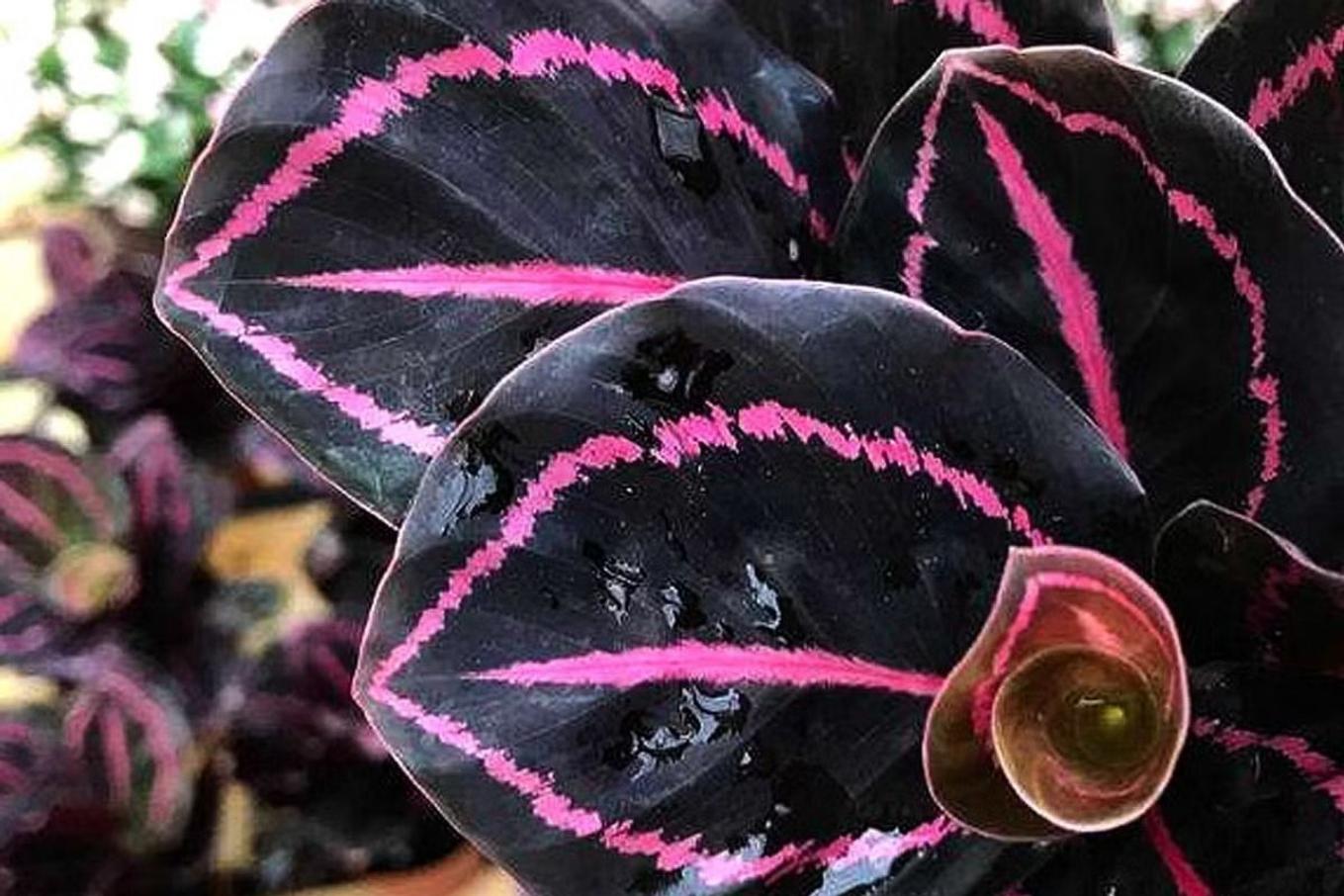 Detail image of the Calathea Medallion's colorful foliage