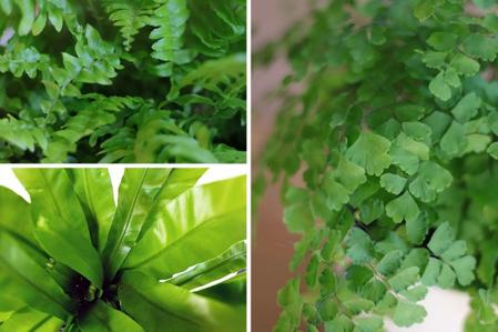 The Best Fertilizer for Ferns