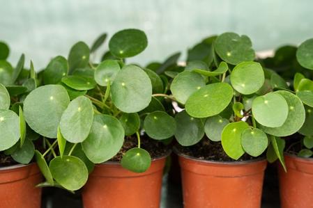 The Best Fertilizer for Pileas AKA Chinese Money Plants