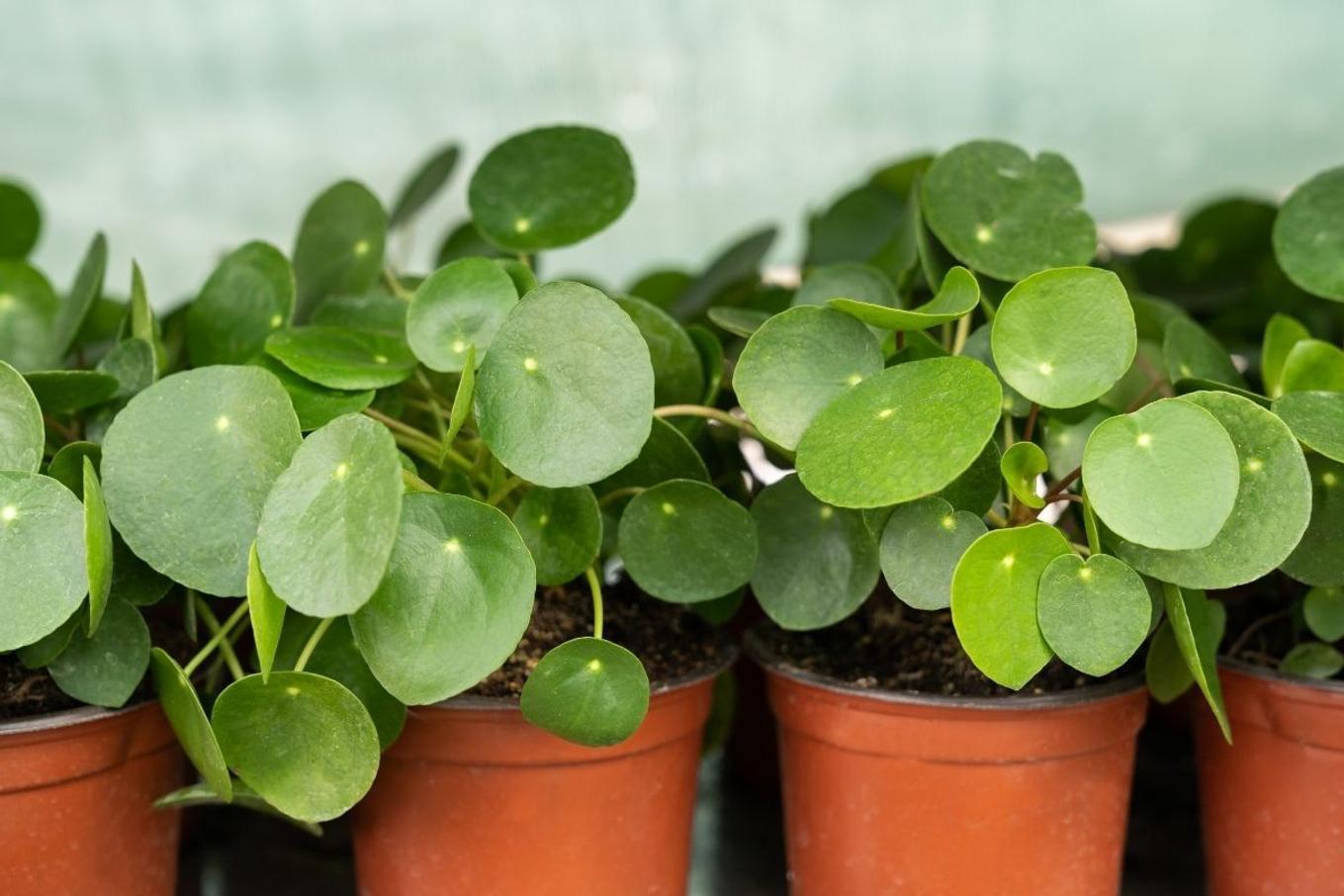 Lush Pileas growing in a greenhouse