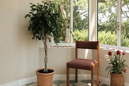 The Best Fertilizer for a Ficus Benjamina