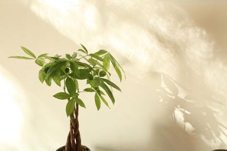 The Best Fertilizer for Money Trees